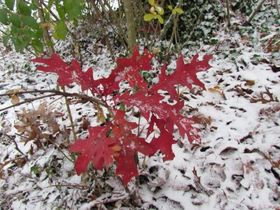 oak leaves