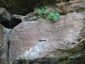 Firepink on the rock wall