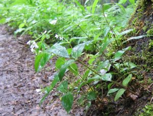 wet wildflowers