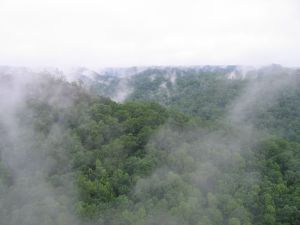 misty view