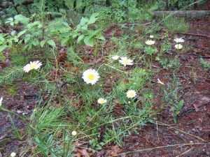 ox eye daisy