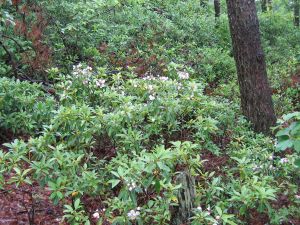 Mountain laurel