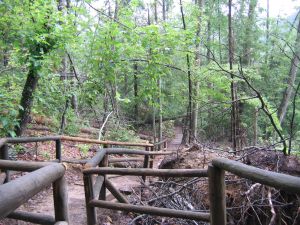 Ice storm damage on trail