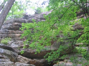 Rocks and trees