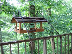 squirrel feeder