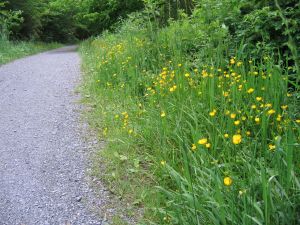 yellow flowers