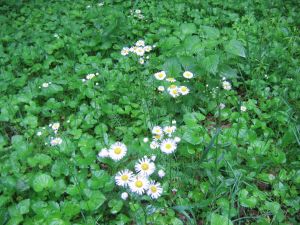 white flowers