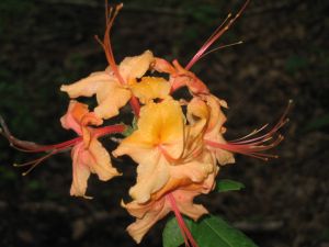 Flame azalea