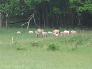 sheep at Green Cove