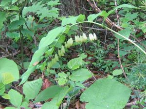 Solomon's seal