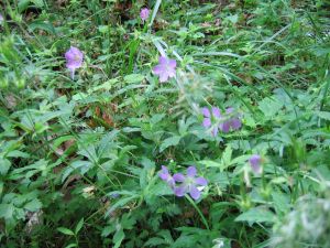 Wild Geranium