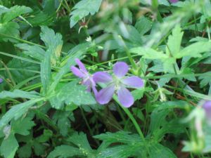 Wild Geranium