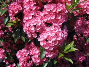 Intense pink mountain laurel