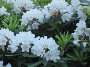 Rhododendron