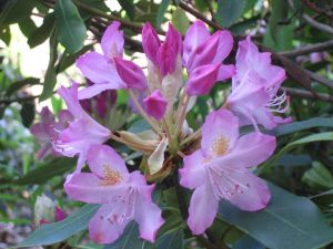 rhododendron