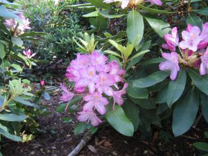 Rhododendron