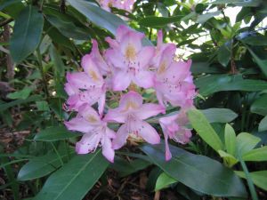 purple rhododendron