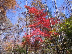 red maple