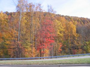 colorful trees