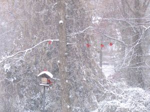 cardinals