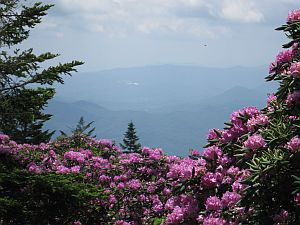 rhododendron