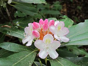 Rhododendron