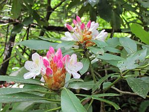 Rhododendron blossoms