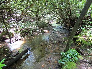 Cove Creek above waterfall