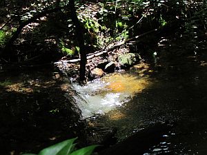 Cove Creek pool