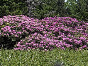 Rhododendron