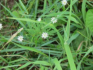 chickweed