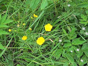 yellow wildflowers