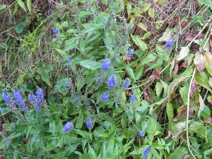 wildflowers
