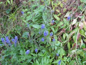 wildflowers