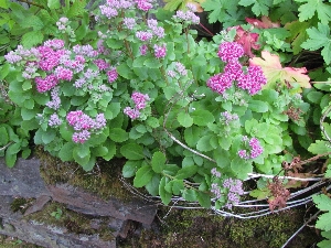 more wildflowers