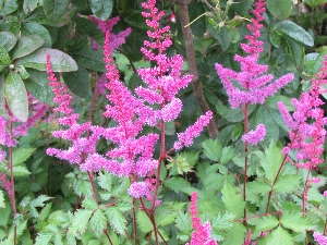 Pink flowers