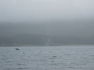 whale 6