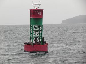 seals on buoy