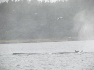 whales