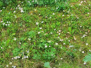 wildflowers