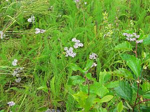 wildflowers