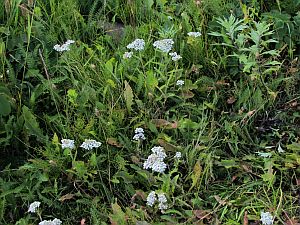 wildflowers