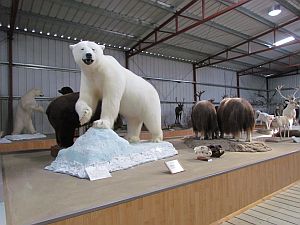 Polar bear