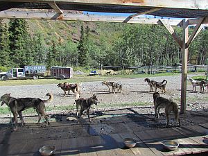 Iditarod dogs