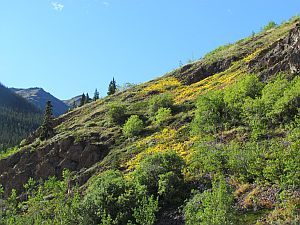 colorful vegetation