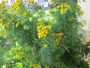 yellow flowers close up