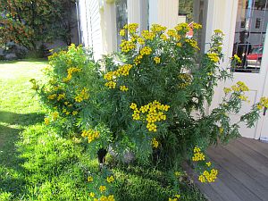 yellow flowers