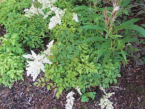 white flowers