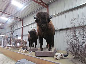 big animals