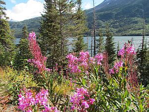 fireweed